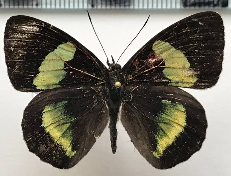 diaethria_euclides_gueneei_m_eq-standard.jpg