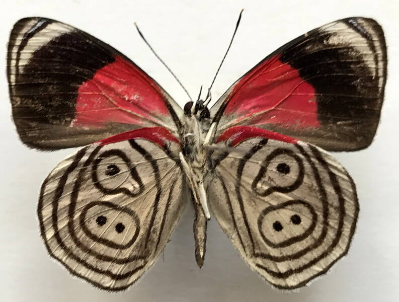diaethria_euclides_gueneei_m_eq_v-standard.jpg