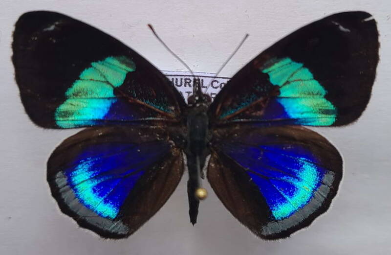 diaethria_euclides_phlogea_m_equateur