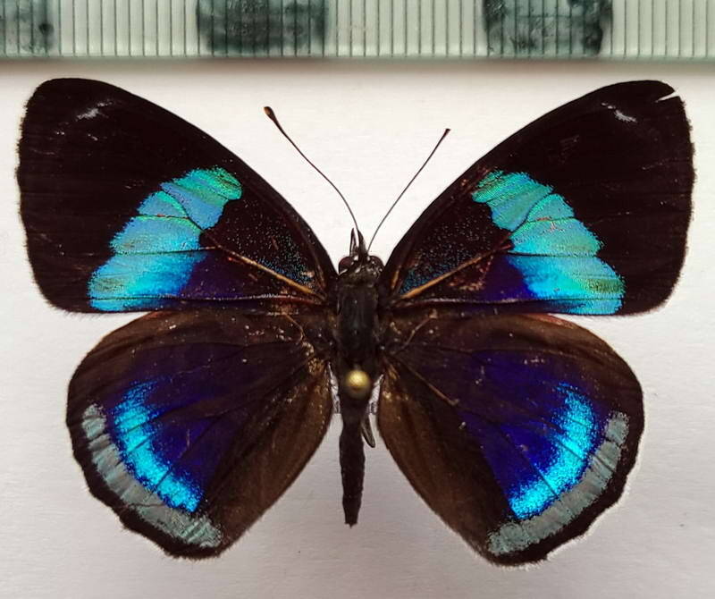 diaethria_euclides_phlogea_m_equateur