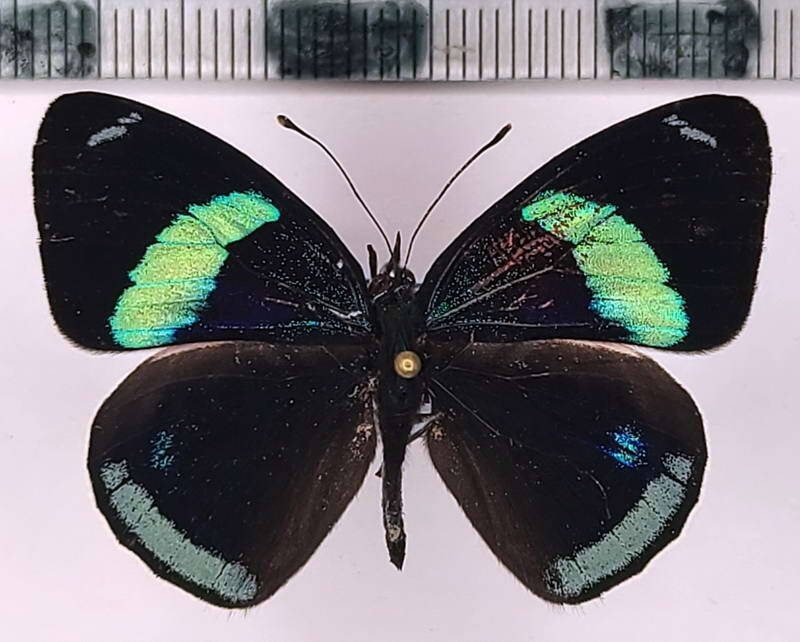 diaethria_euclides_phlogea_m03_eq-standard.jpg