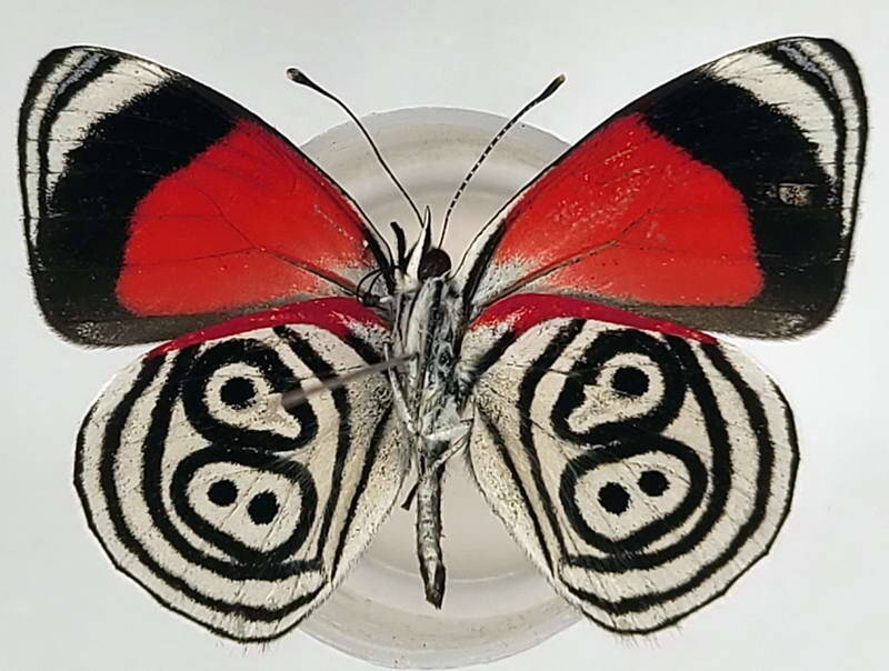 diaethria_euclides_phlogea_m03_eq_v-standard.jpg