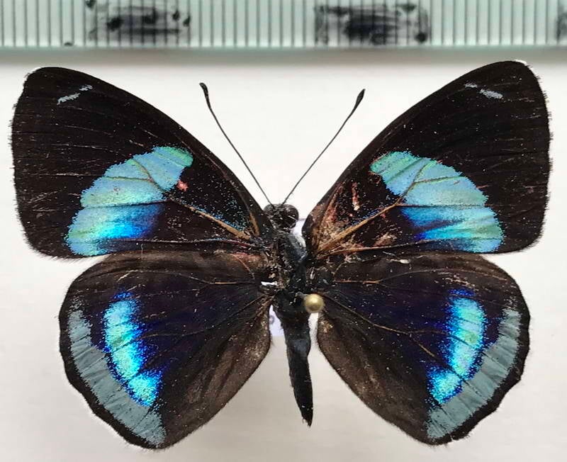 diaethria_euclides_phlogea_m_eq-standard.jpg