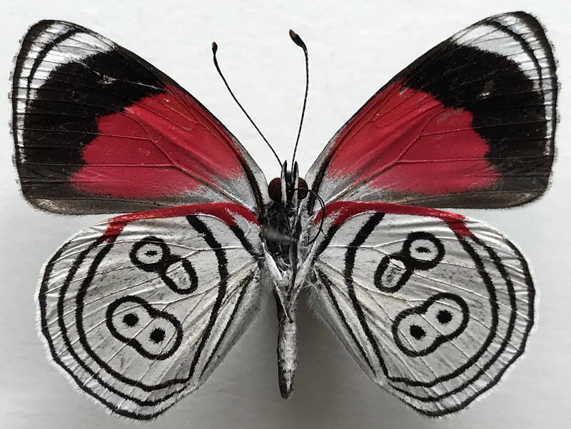 diaethria_gabaza_gabaza_m_eq_v-standard.jpg