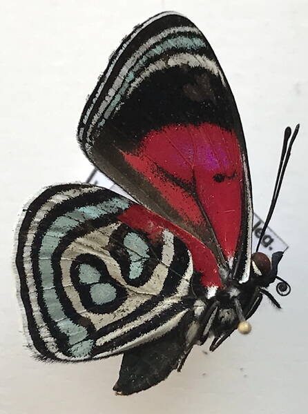 diaethria_k_kolyma_m_eq_r-standard.jpg