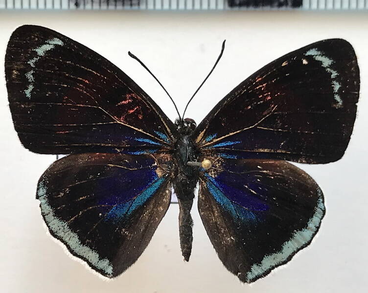 diaethria_k_kolyma_m_perou-standard-5so2dr.jpg