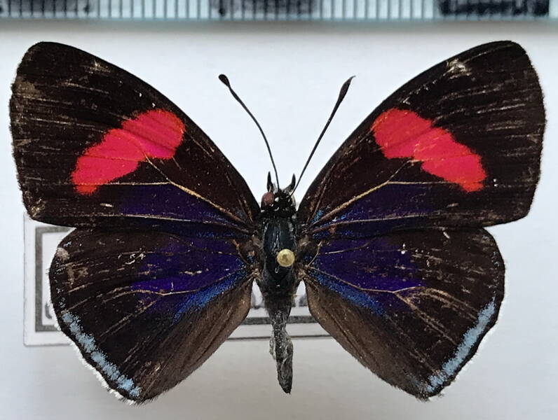 diaethria_kolyma_ssp_m_bolivie-standard.jpg