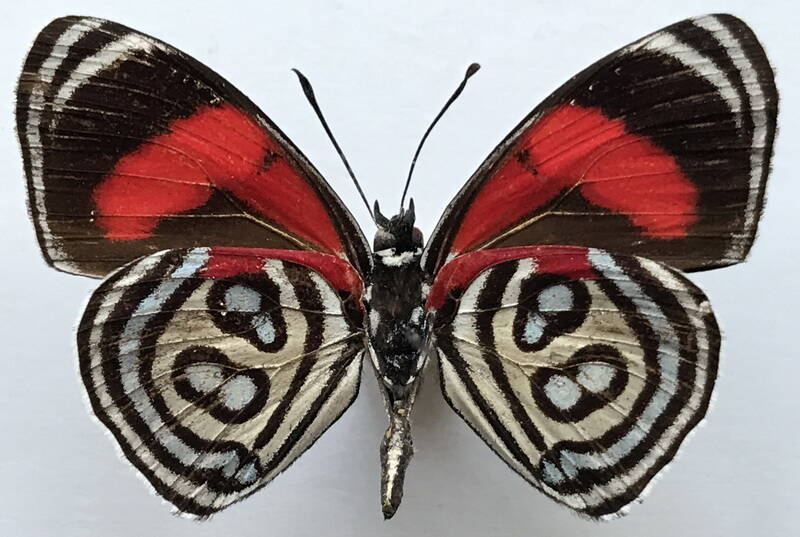 diaethria_kolyma_ssp_m_bolivie_v-standard.jpg