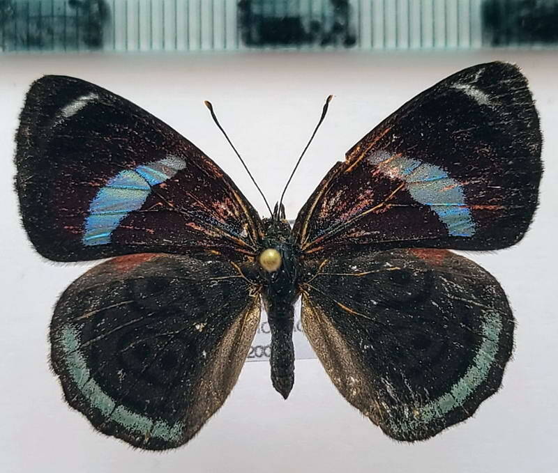 diaethria_marchalii_juani_m_vnz-standard.jpg