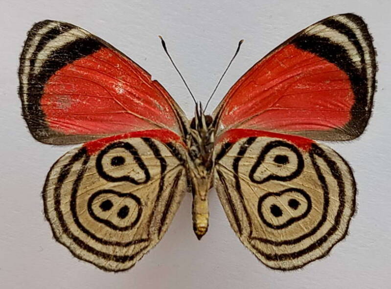 diaethria_marchalii_juani_m_vnz_v-standard.jpg