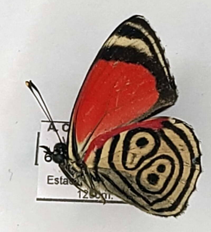 diaethria_marshalii_dodone_m_vnz_v-standard.jpg