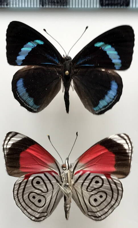 diaethria_neglecta_m_per-standard.jpg