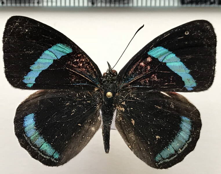 diaethria_neglecta_neglecta_m_eq-standard.jpg