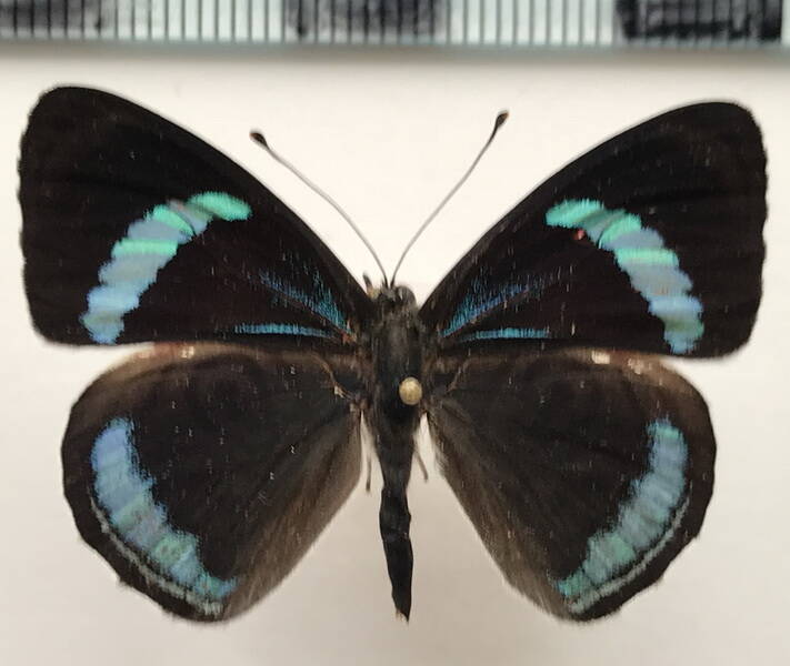 diaethria_neglecta_neglecta_m_per-standard-fxhmas.jpg