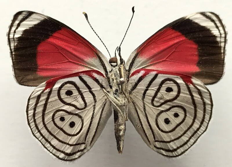 diaethria_neglecta_neglecta_m_per_v-standard-j6mir8.jpg