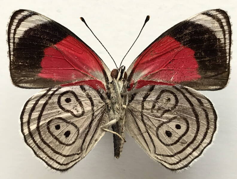 diaethria_neglecta_nytrographa_m_eq_v-standard.jpg