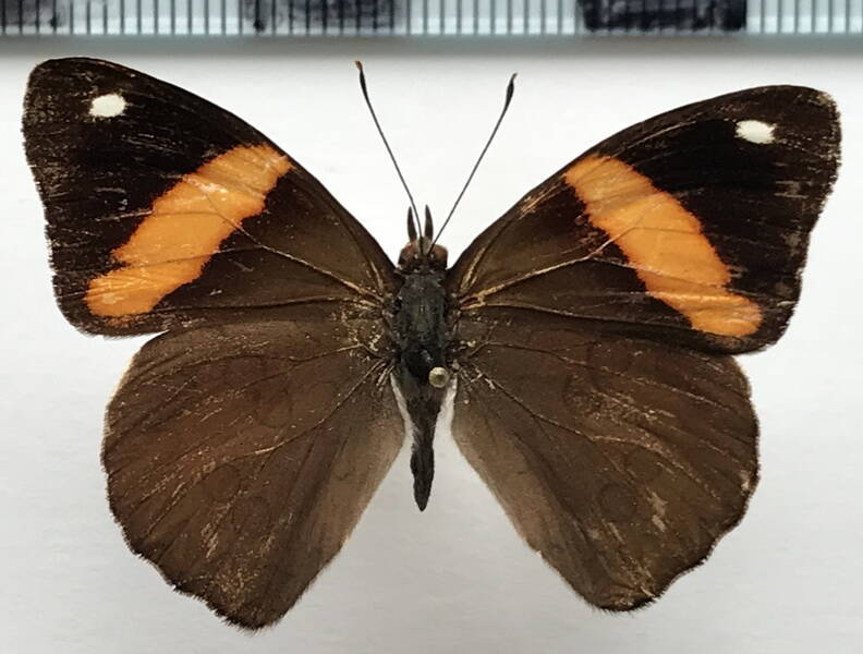 diaethria_pandama_m_mex-standard.jpg