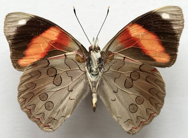 diaethria_pandama_m_mex_v-standard.jpg