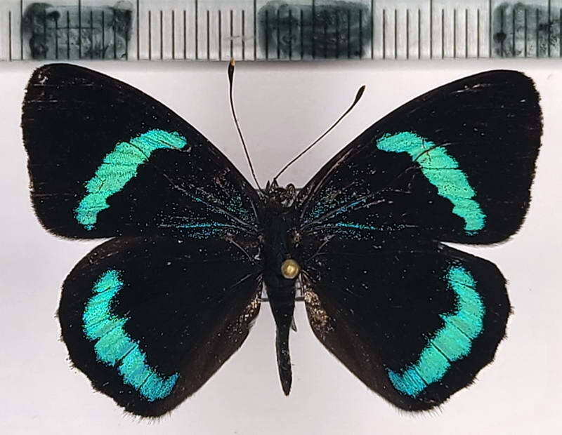 diaethria_sp1034_m_eq-standard.jpg