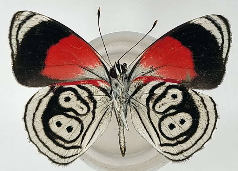 diaethria_sp1034_m_eq_v-standard.jpg