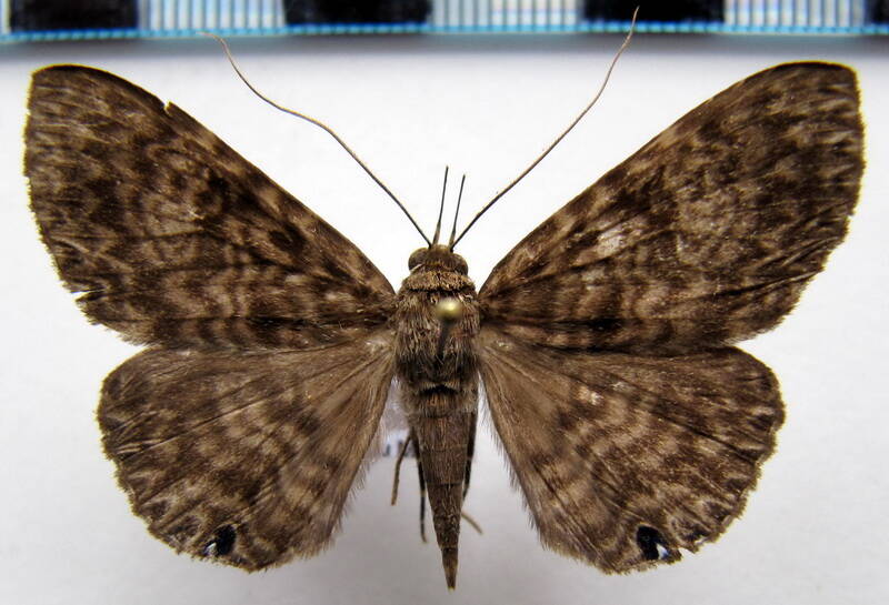 dialithis_gemmifera_gf-standard.jpg