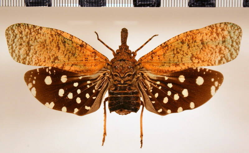 diareusa_annularis-Guyane fr