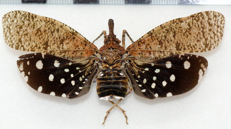 diareusa_annularis_f_Guyane fr