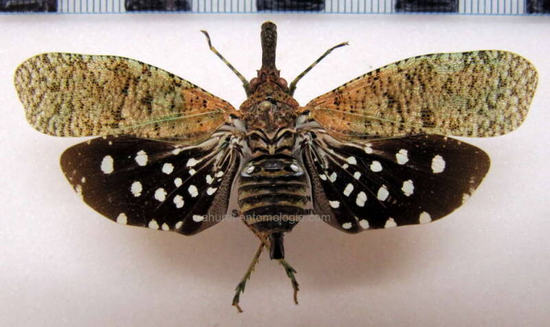 diareusa_annularis_m_Guyane fr