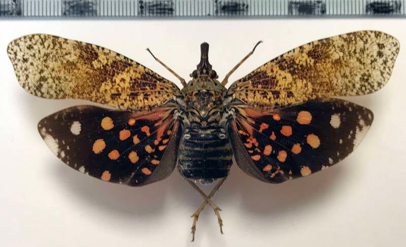 diareusa_conspersa_f_Equateur