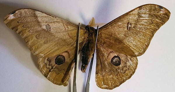 Dictyoploca japonica mâle Corée du sud