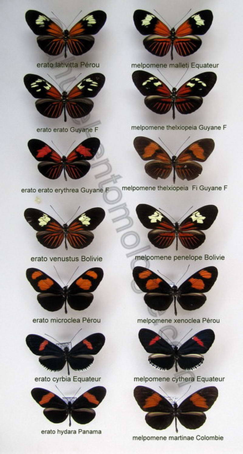 différences erato -melpomene