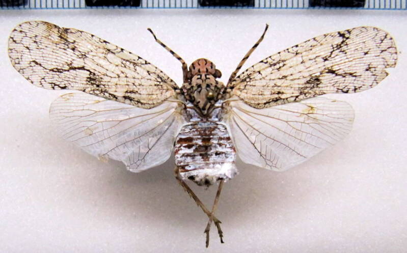 dilobura_corticina_Guyane fr