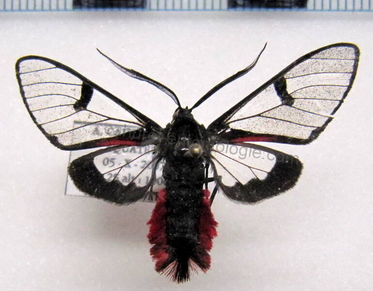 dinia_aeagrus_eq-standard.jpg