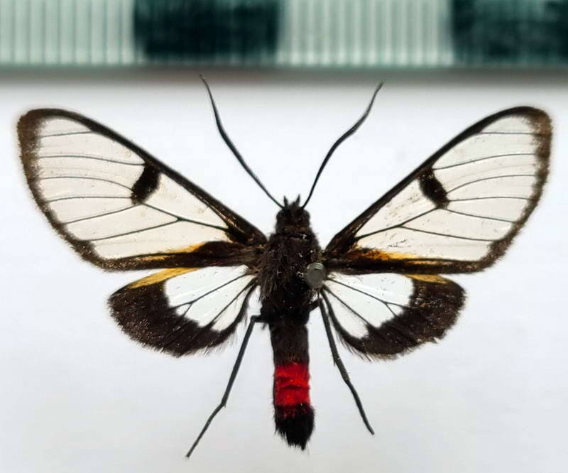 dinia_subapicalis_f_per-standard-ry5ijp.jpg