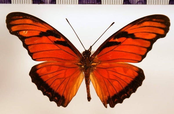 Dione juno mâle A1- Equateur