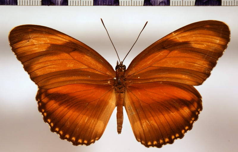 dione_phaetusa_femelle-standard.jpg