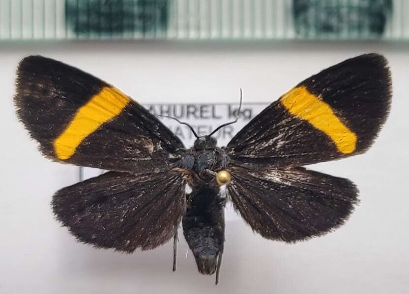 Dioptinae sp 427 mâle Equateur