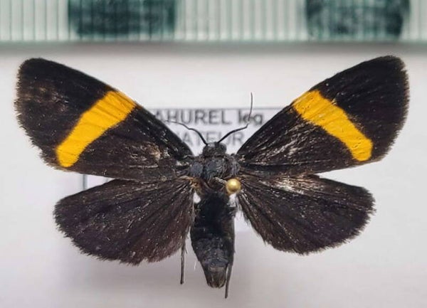 Dioptinae sp 427 mâle Equateur