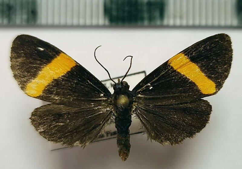 dioptinae_sp427_m_Equateur