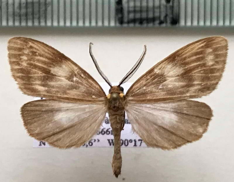 dioptinae_sp816_m_guat-standard.jpg
