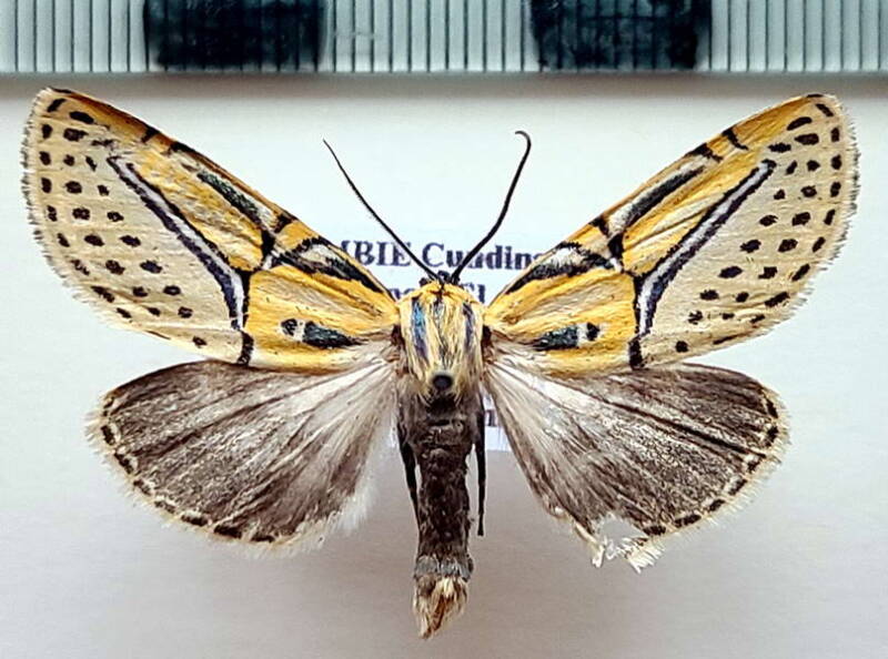diphthera_festiva_m_colombie-standard.jpg