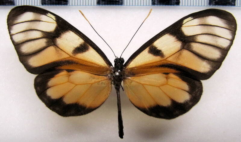 dircenna_dero_euchytma_f_col-standard.jpg
