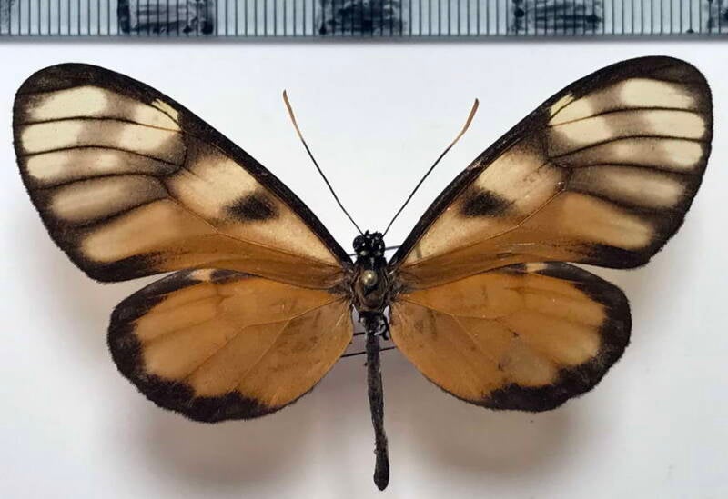 dircenna_dero_euchytma_f_Costa Rica