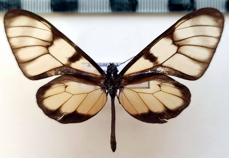dircenna_dero_euchytma_m02_col-standard.jpg