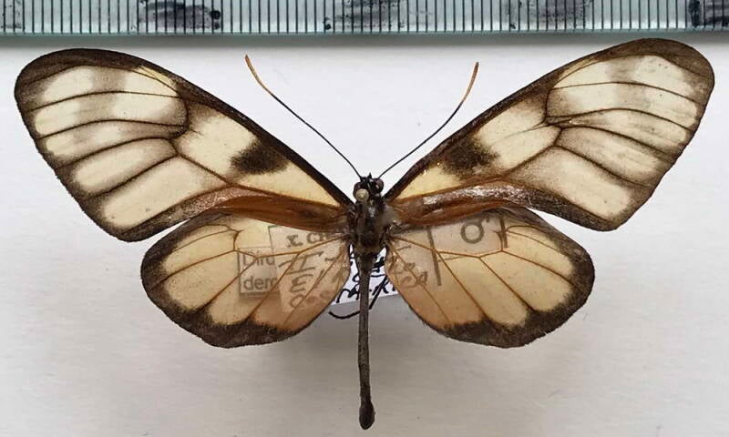 dircenna_dero_euchytma_m_Costa Rica
