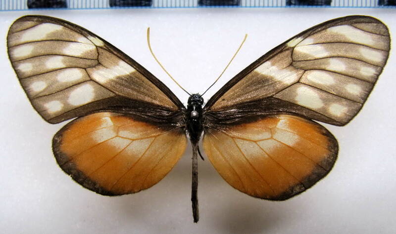dircenna_olyras_olyras_f_col-standard.jpg
