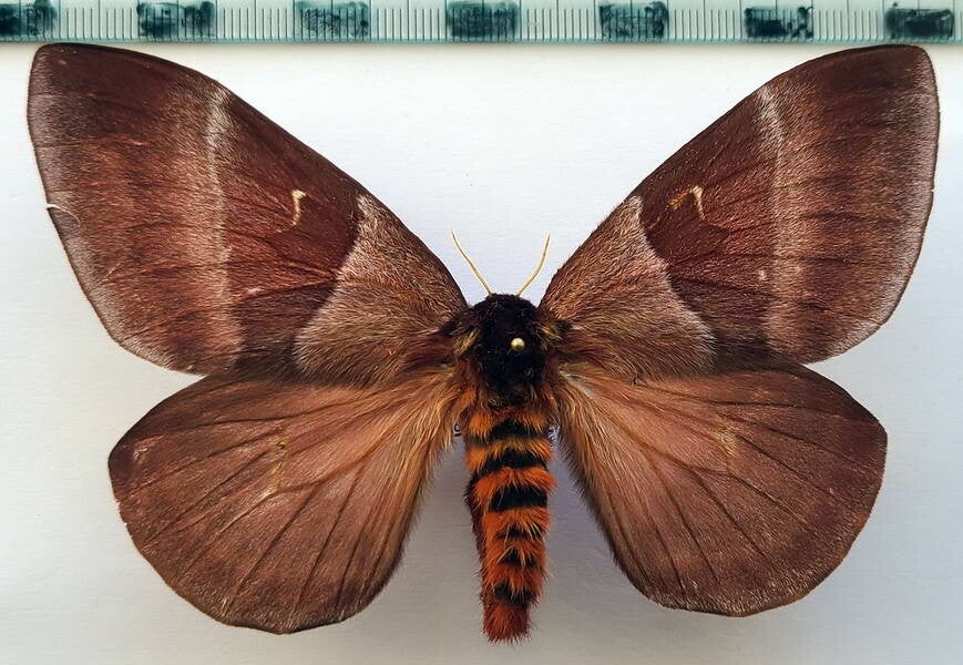 Dirphia avia femelle A1- Equateur