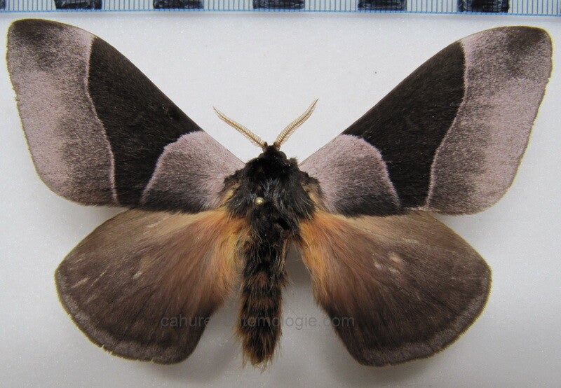 Dirphia avia mâle A1- Equateur