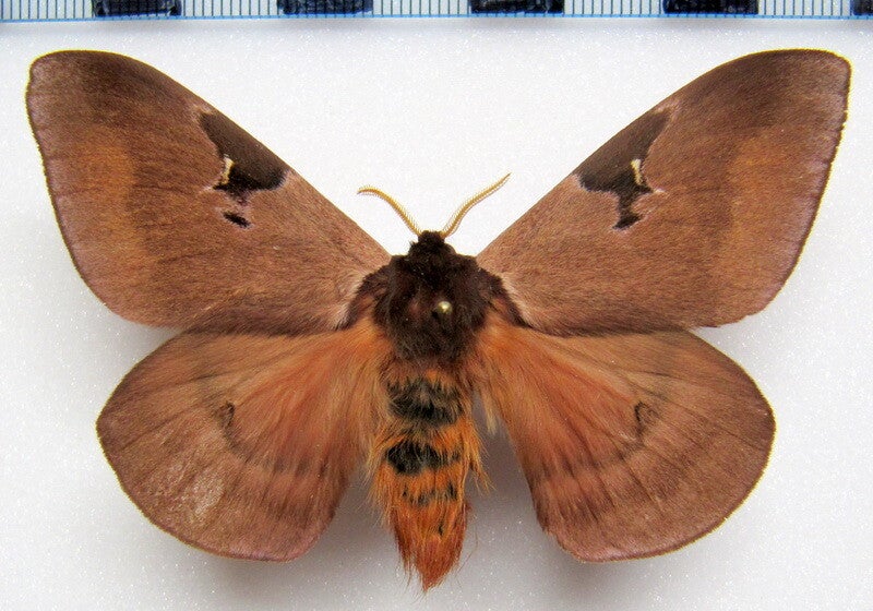 Dirphia fraterna mâle A1- Equateur