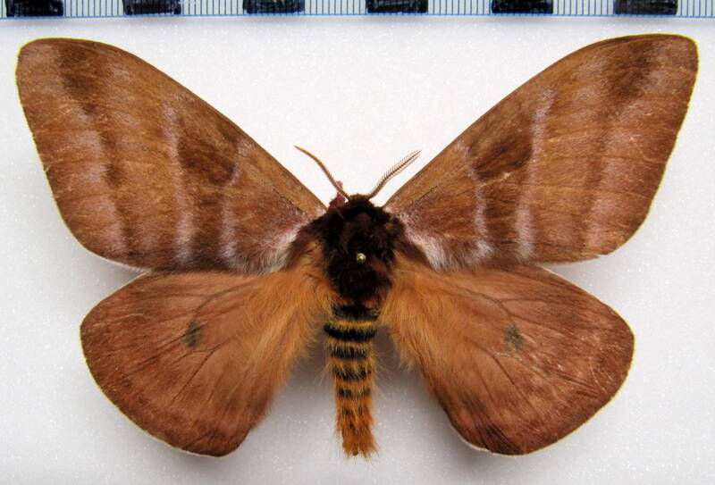 dirphia_somniculosa_eq_m-standard.jpg